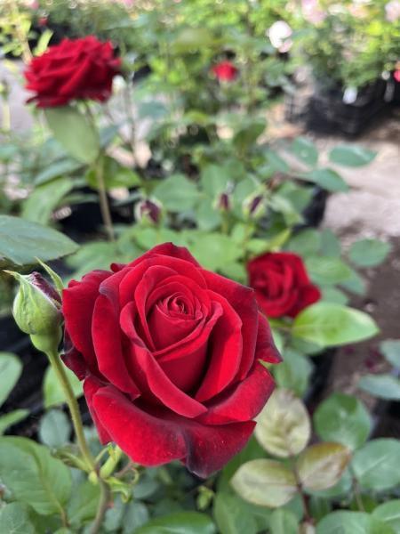 Peenraroos Ingrid Bergman