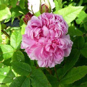 Pargiroos Jacques Cartier