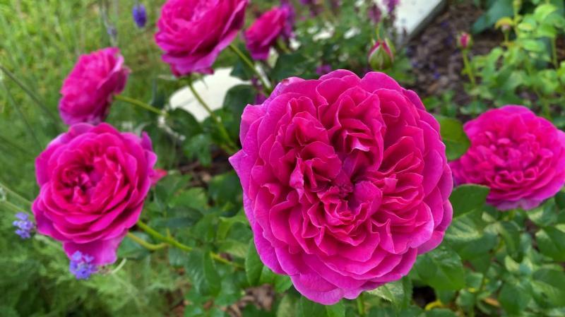 Põõsasroos James L. Austin