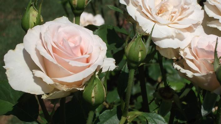 Peenraroos Johann Strauss