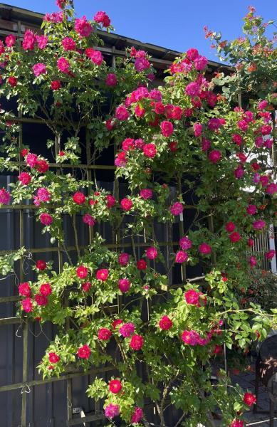 Pargiroos John Cabot