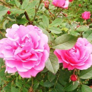 Pargiroos John Davis