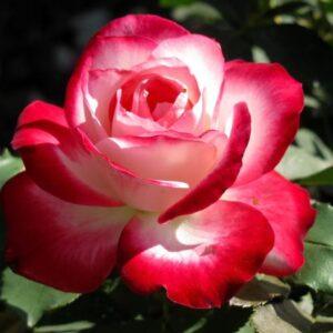 Peenraroos Jubilee du Prince de Monaco