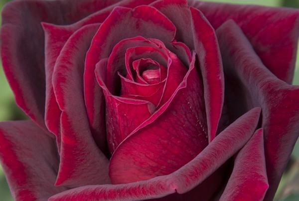 peenraroos jubilee papa meilland