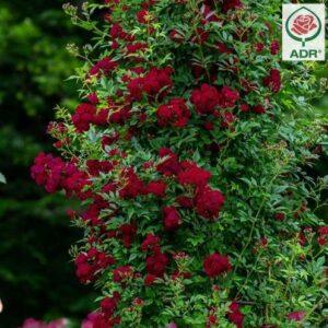 Roniroos Perennial Red Domino