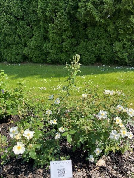 Põõsasroos Kew Gardens, Hyb. Musk, S - Image 2