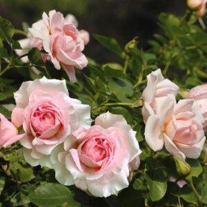 Pargiroos Lambert Closs