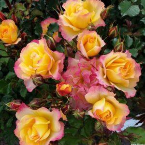 Põõsasroos Landlust