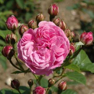 Pargiroos Lavender Lassie