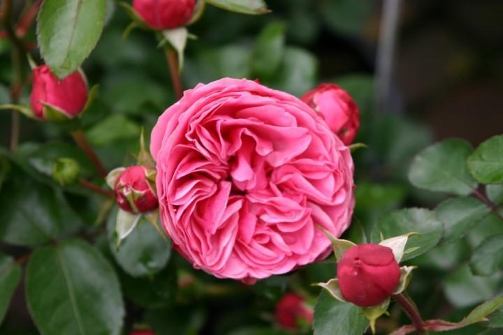 Peenraroos Leonardo da Vinci