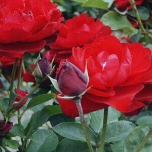 Peenraroos Lilly Marleen