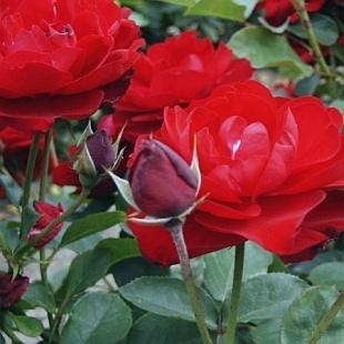 Peenraroos Lilly Marleen