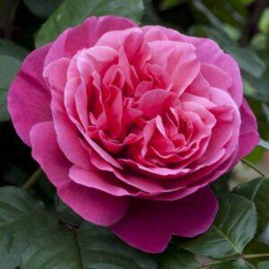 Peenraroos Line Renaud