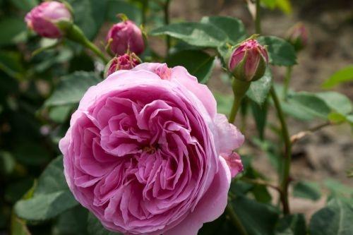 Pargiroos Louise Odier