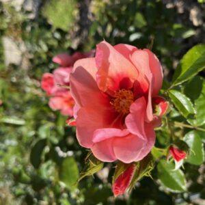 Peenraroos Maestro Babylon Eyes