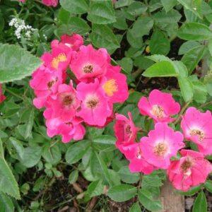 Pargiroos Maria Lisa