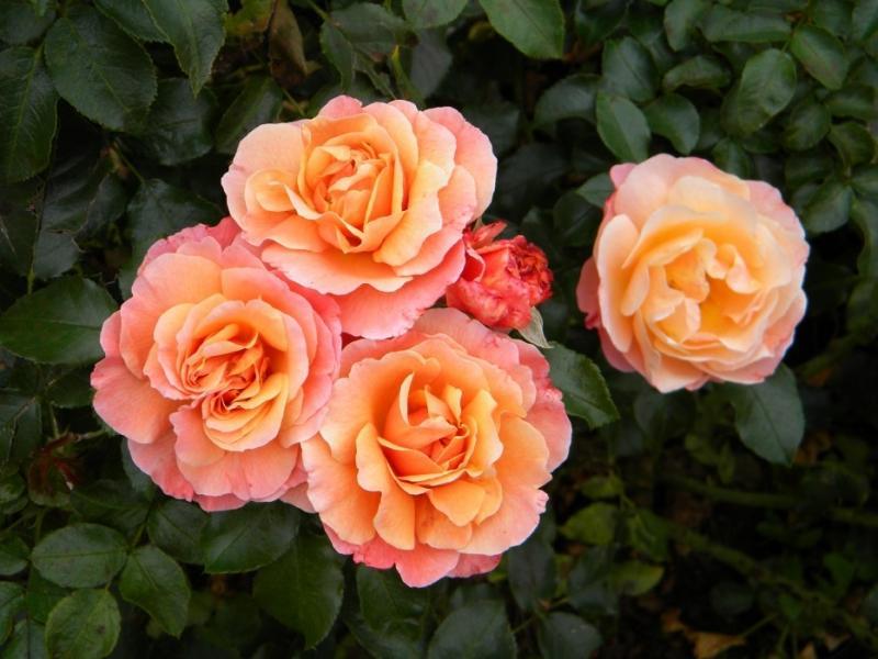 Roosipuu Marie Curie