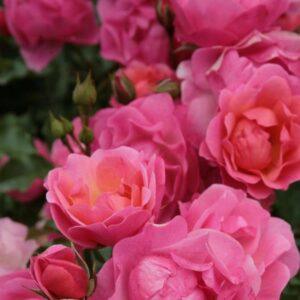 Peenraroos Maxi Vita,