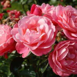 Põõsasroos Mein Schöner Garten