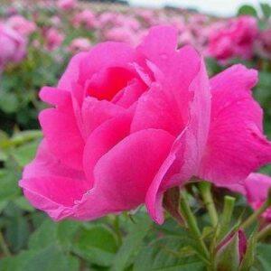 Pargiroos Morden Centennial