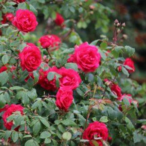 Pargiroos Morden Fireglow