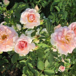 Pargiroos Morden Blush