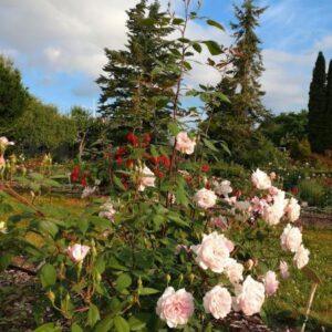 Põõsasroos Mortimer Sackler