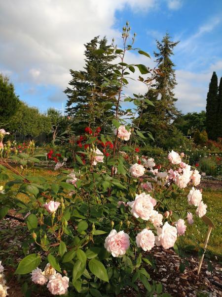 Põõsasroos Mortimer Sackler