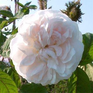 Pargiroos Muskosa Alba /Shailer´s White Moss