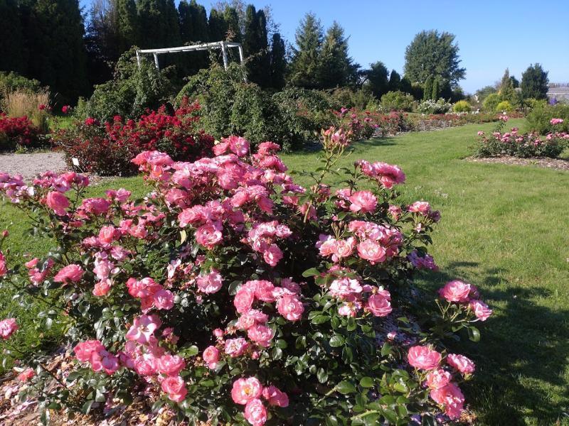 Põõsasroos Mein Schöner Garten, S - Image 2