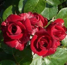 Peenraroos Niccolo Paganini