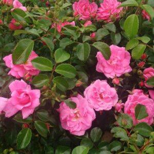 Pinnakatteroos Palmengarten Frankfurt