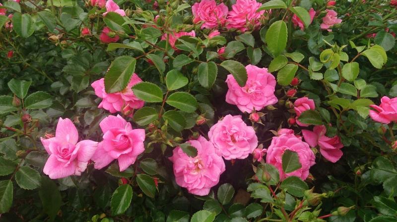 Pinnakatteroos Palmengarten Frankfurt