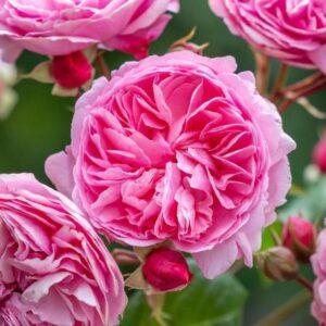 Põõsasroos Penelope Lively