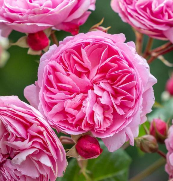 Põõsasroos Penelope Lively