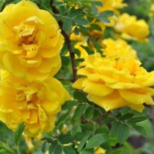 Pargiroos Persian Yellow