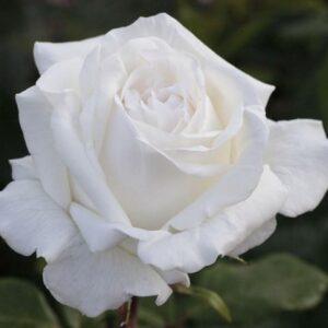 Peenraroos Pierre Arditi