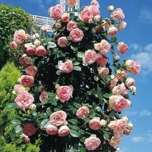 Roniroos Eden Rose=Pierre de Ronsard