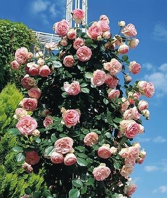 Roniroos Eden Rose=Pierre de Ronsard