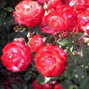 Peenraroos Planten un Bloomen