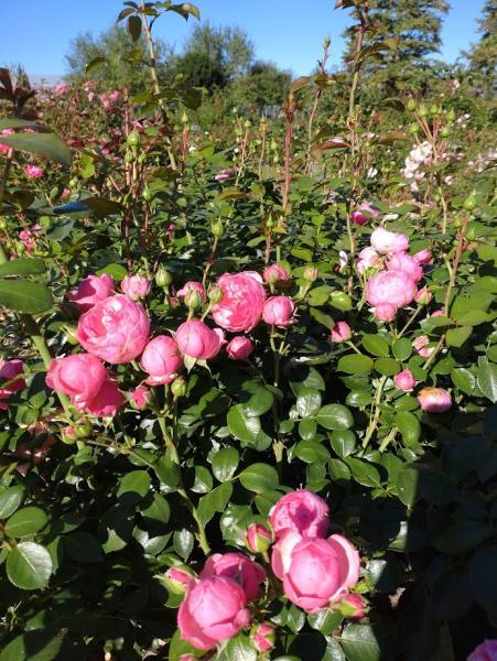 Peenraroos Pomponella, F  ADR - Image 2