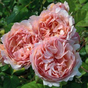 Peenraroos Princesse Charlene de Monaco