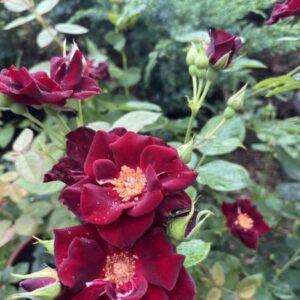 Pinnakatteroos Pretty Black