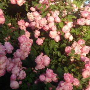 Pargiroos Raubritter