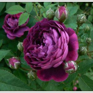 Pargiroos Reine des Violettes