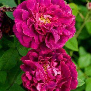 Pargiroos Rosa des Maures,