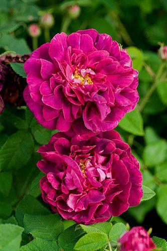 Pargiroos Rosa des Maures,