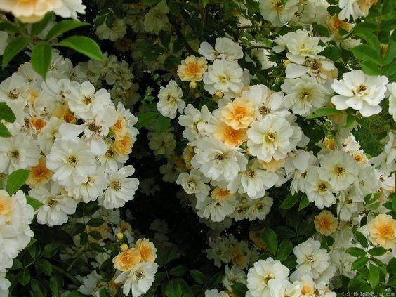 Roniroos Rosa Helenae Honungrose