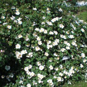 Pargiroos Rosa Sancta