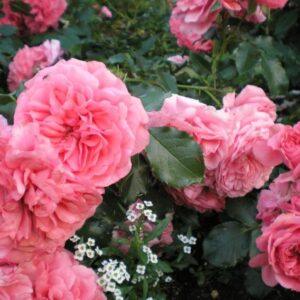 Roniroos Rosarium Uetersen on suureõieline roniroos.